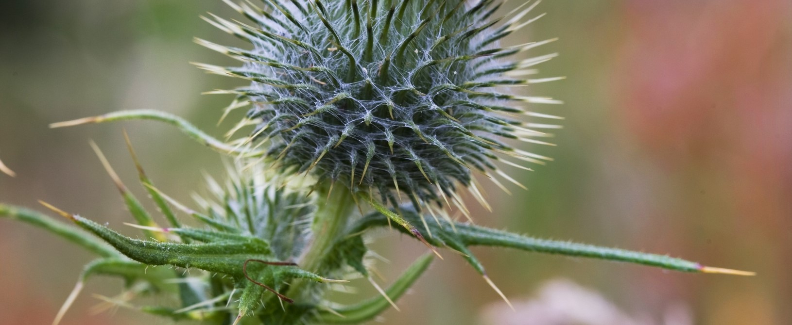 A close up of a scottish thistle in early spring